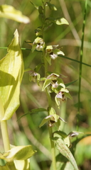 Epipactis helleborine orbicularis