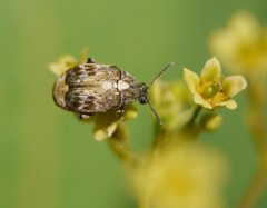 Megabruchidius dorsalis