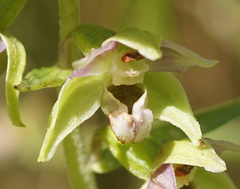 Epipactis helleborine orbicularis