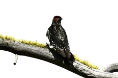 Sphyrapicus nuchalis