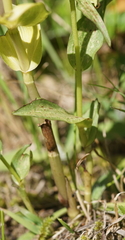 Epipactis helleborine orbicularis