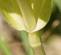 Epipactis helleborine orbicularis