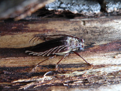 Microplophorus magellanicus