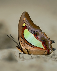 Polyura athamas