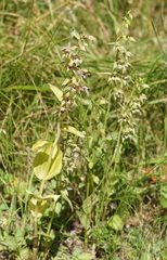 Epipactis helleborine orbicularis