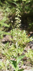 Epipactis helleborine orbicularis