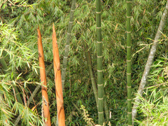 Dendrocalamus giganteus