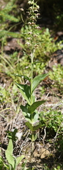 Epipactis helleborine orbicularis