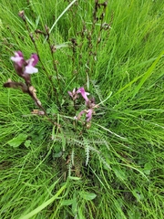 Pedicularis sudetica