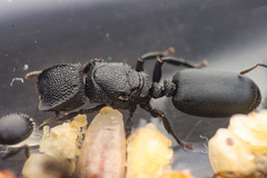 Cephalotes rohweri