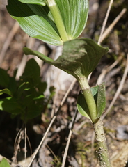 Epipactis helleborine orbicularis
