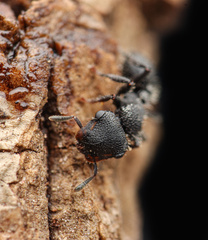 Cephalotes rohweri
