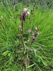 Pedicularis sudetica