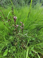Pedicularis sudetica