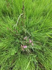 Pedicularis sudetica