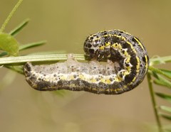 Lepidoptera