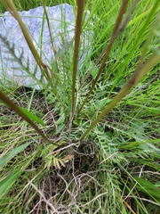 Pedicularis sudetica