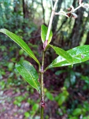 Gaertnera phyllostachya image