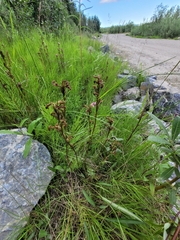 Pedicularis sudetica