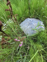 Pedicularis sudetica