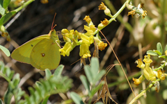Colias harfordii