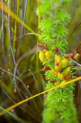 Erica coccinea