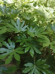 Fatsia japonica