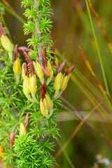 Erica coccinea