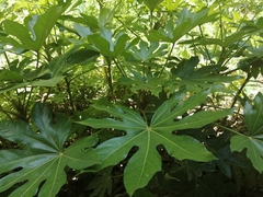 Fatsia japonica
