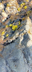 Halosaccion glandiforme