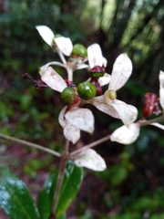 Gaertnera phyllostachya image