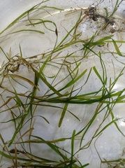 Potamogeton compressus
