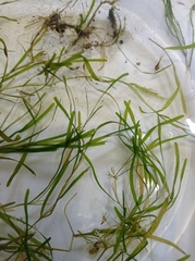 Potamogeton compressus