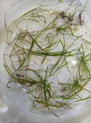 Potamogeton compressus