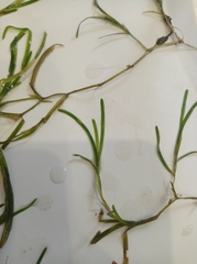 Potamogeton compressus