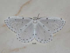 Naxa textilis