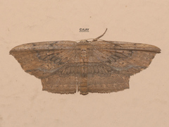 Phalacra