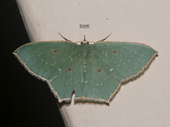 Cyclothea disjuncta