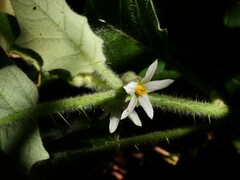 Solanum lasiocarpum