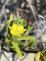 Suriana maritima