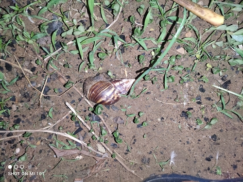 African Giant Snail