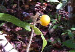 Solanum lasiocarpum