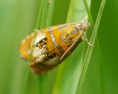 Olethreutes arcuella