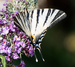 Iphiclides podalirius