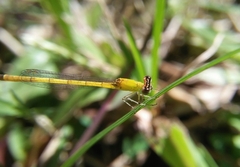 Agriocnemis kalinga