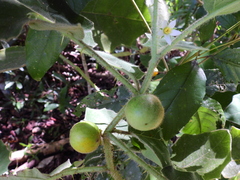 Solanum lasiocarpum