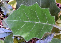 Solanum lasiocarpum