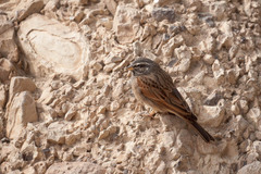 Emberiza striolata