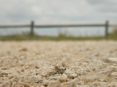 Phlibostroma quadrimaculatum