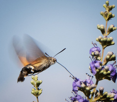Macroglossum stellatarum